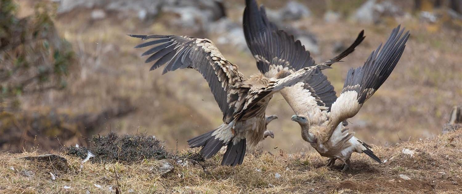 From Observation to Conservation: Join the Journey From Observation to Conservation: Join the Journey