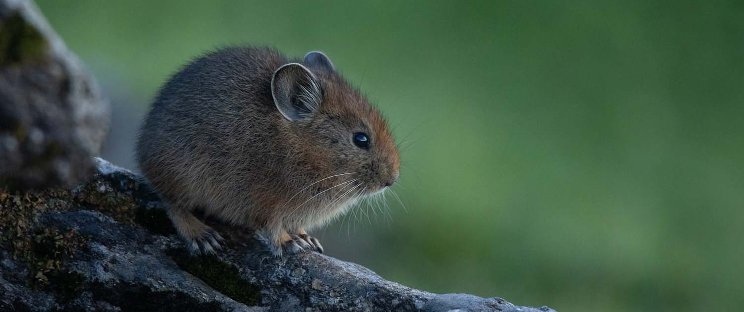 Preserve, Protect, and Prosper with Nature