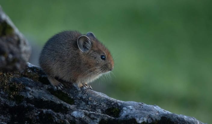 Preserve, Protect, and Prosper with Nature