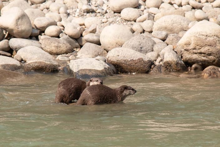 Wildlife Conservation