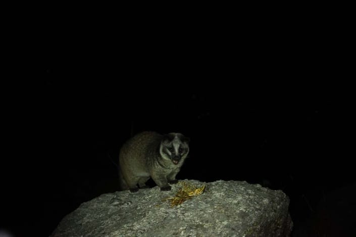 Wildlife Conservation