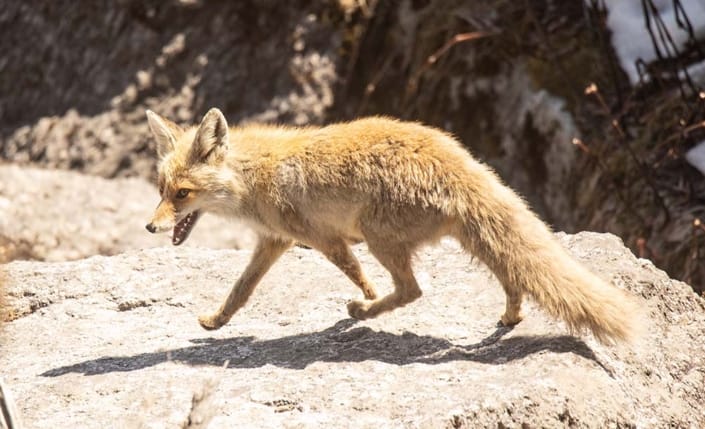 Wildlife Conservation