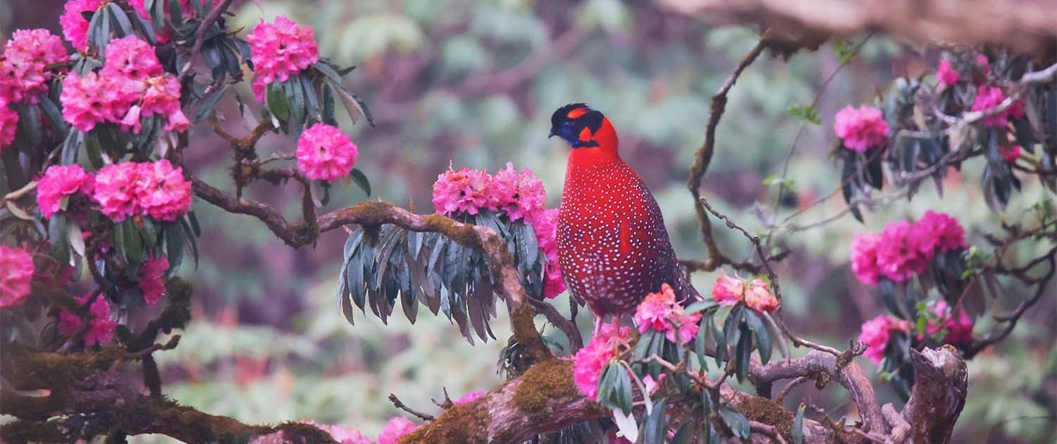 Bird-Watching: Where Passion Meets Conservation Bird-Watching: Where Passion Meets Conservation