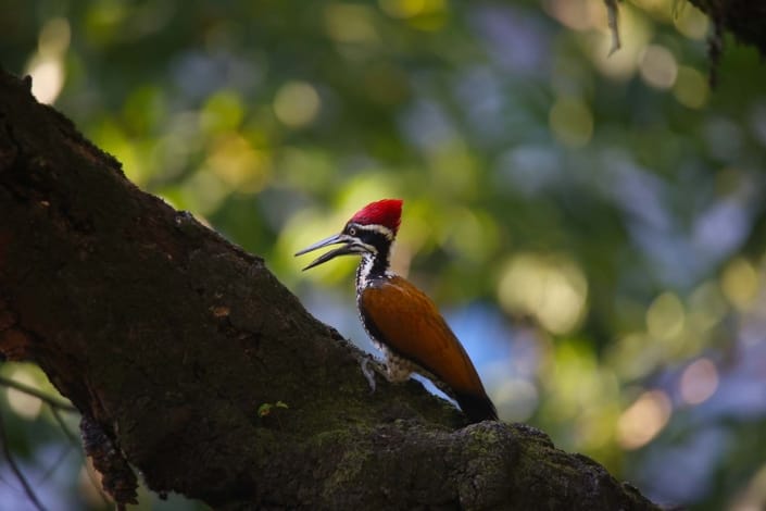 birds 4 (2) bird watching